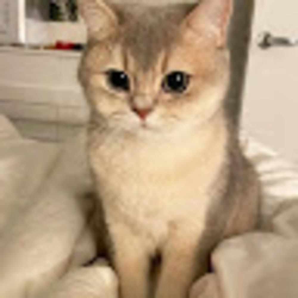 Meet your Posher, Sumi